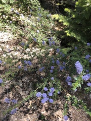 Ceanothus parvifolius