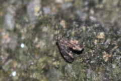 Anthophila fabriciana
