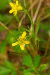 Ranunculus rhomboideus