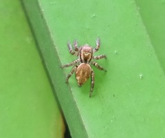 Carrhotus viduus