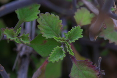 Aeollanthus buchnerianus