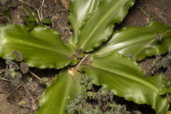 Veltheimia bracteata