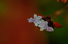 Aeollanthus buchnerianus