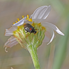 Deraeocoris ribauti
