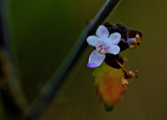 Aeollanthus buchnerianus