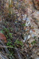 Aeollanthus buchnerianus