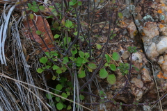 Aeollanthus buchnerianus