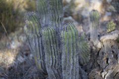 Euphorbia polygona