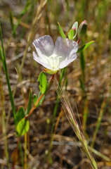 Clarkia davyi