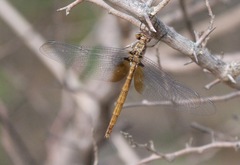 Macrothemis inacuta