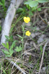 Ranunculus propinquus subborealis
