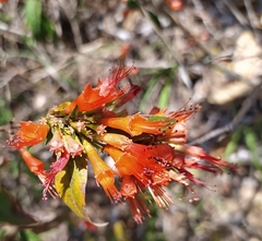 Woodfordia fruticosa