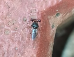 Sphyracephala hearseiana