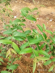 Woodfordia fruticosa