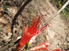 Woodfordia fruticosa