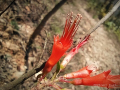 Woodfordia fruticosa