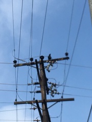 Corvus