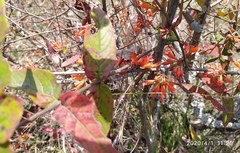 Woodfordia fruticosa