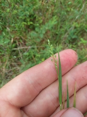 Dichanthelium angustifolium