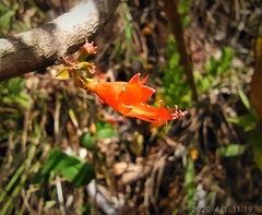 Woodfordia fruticosa