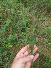 Dichanthelium angustifolium