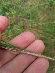 Dichanthelium angustifolium