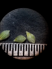 Dichanthelium angustifolium