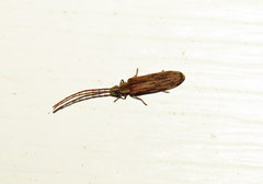 Tenomerga cinerea
