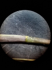 Dichanthelium angustifolium
