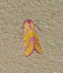 Psectrotarsia suavis