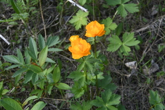Trollius asiaticus