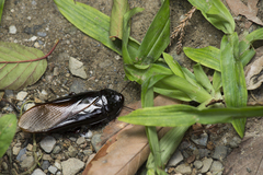 Panesthiinae