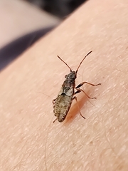 Nithecus jacobaeae