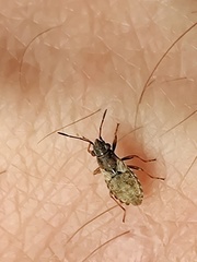 Nithecus jacobaeae