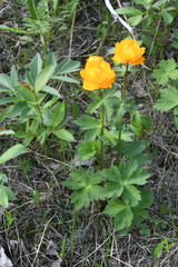 Trollius asiaticus