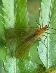 Brachypanorpa oregonensis