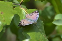 Euryphura concordia