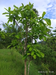 Semecarpus anacardium