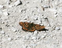 Euphydryas intermedia