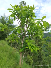Semecarpus anacardium