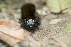 Panesthiinae