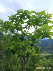 Semecarpus anacardium