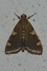Rehimena