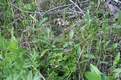 Micranthes nelsoniana aestivalis