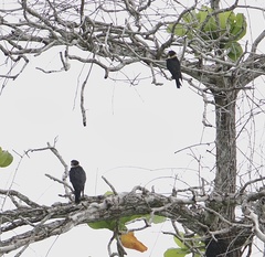 Falco rufigularis image