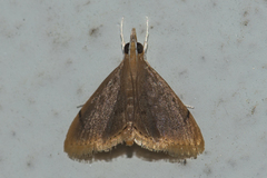 Lepidoplaga flavicinctalis