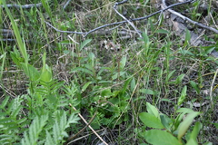 Micranthes nelsoniana aestivalis