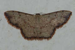 Idaea craspedota