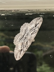 Stenoporpia excelsaria