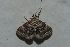 Elophila melagynalis